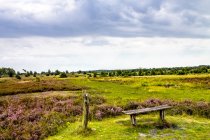 Germania, Bassa Sassonia, Lueneburg Heath di giorno — Foto stock