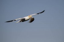 Escócia, voando gancho do norte com material de nidificação — Fotografia de Stock