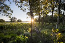 Швеції, озера Болмен, захід сонця — стокове фото