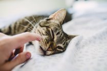 Hand of man stroking tabby cat, lying in bed — Stock Photo