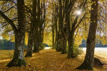 Германия, Бавария, Верхняя Бавария, Кляйндингартинг, Аллея деревьев Линден осенью — стоковое фото