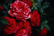 Червоні троянди в саду. — стокове фото