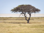 Árvore solitária na África, Namíbia, Etosha National Park — Fotografia de Stock