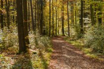 Германия, Бавария, Ловер Бавария, под Кельном, Вельтенбургер Энге, лесная тропа осенью — стоковое фото