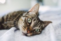 Tabby cat, portrait on the bed — Stock Photo