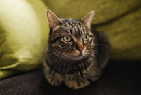 Portrait of tabby cat lying on the couch — Stock Photo