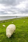 Alemanha, Schleswig-Holstein, Husum, manada de ovinos em dique — Fotografia de Stock