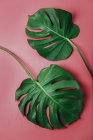 Monstera leaves on pink background, Monstera deliciosa — Stock Photo