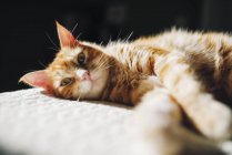 Ginger tabby cat resting on a blanket at home — Stock Photo
