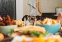 Cane guardando tavolo da pranzo pieno di cibo a casa — Foto stock