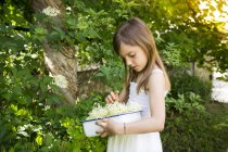 Niña recogiendo flores de saúco - foto de stock