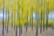 Beautiful blurred colored trees in Canamares, Spain — Stock Photo