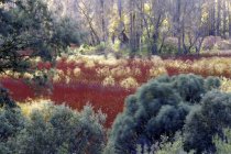 Schöne verschwommene farbige Bäume in canamares, spanien — Stockfoto