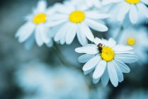 Primo piano dei fiori di camomilla — Foto stock