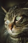 Portrait of tabby cat, close up — Stock Photo