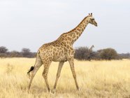 Giraffe walking in Africa, Namibia, Etosha National Park — Stock Photo