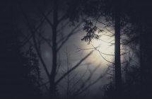 Дерева і повний місяць — стокове фото