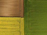 Serbia. Campi agricoli con campo di colza gialla, vista aerea in estate — Foto stock