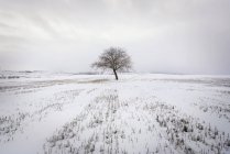 Іспанія, оголений дерева у засніженій зимовому ландшафті — стокове фото