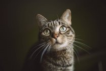 Portrait of tabby cat watching something — Stock Photo