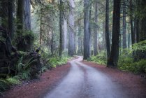 EUA, Califórnia, Crescent City, Jedediah Smith Redwood State Park, estrada — Fotografia de Stock