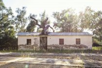Grecia, Peloponeso, Elis, Gran Árbol creciendo en el viejo balneario de Kaiafas - foto de stock