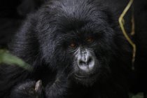 Africa, Democratic Republic of Congo, Mountain gorilla, silverback in jungle — Stock Photo