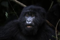 Afrika, Demokratische Republik Kongo, Berggorilla im Dschungel — Stockfoto