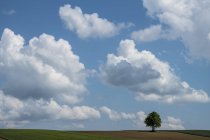Austria, Burgenland, single tree in the field — Stock Photo