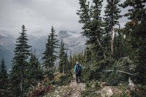 Kanada, britische kolumbien, yoho nationalpark, mann wandert am berg burgess — Stockfoto