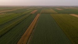 Сербия, Воеводина, Вид с воздуха на кукурузные, пшеничные и соевые поля во второй половине лета — стоковое фото