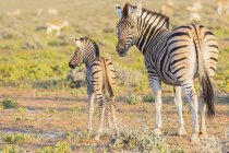 África, Namibia, Parque Nacional Etosha, cebras de burchell, Equus quagga burchelli, animales jóvenes y animales madre - foto de stock