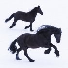 Due cavalli frisoni in inverno — Foto stock