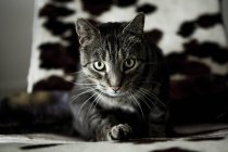 Nahaufnahme einer Katze auf dem Sofa — Stockfoto
