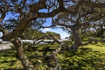 África, Sudáfrica, Cabo Oriental, Bahía de Café, Agujero en la Muralla, árbol - foto de stock
