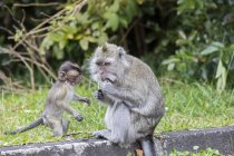 Mauritius, Black River Gorges National Park, long-tailed macaque, long-tailed macaques, mother with young animal — Stock Photo