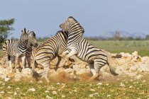 Cebras de Burchell luchando en África, Namibia, Parque Nacional Etosha - foto de stock