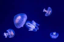 Медуза в темний акваріум, крупним планом — стокове фото