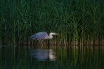 Grey heron in the swamp — Stock Photo