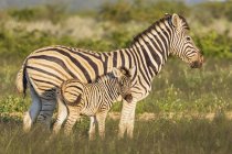 Madre y animal joven, cebras de burchell en África, Namibia, Parque Nacional Etosha - foto de stock