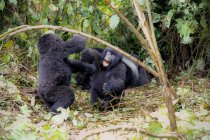 Afrika, Demokratische Republik Kongo, junge Berggorillas spielen im Dschungel — Stockfoto