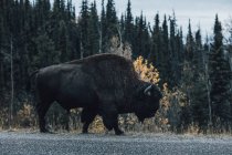 Canadá, Columbia Británica, Rockies del Norte, Carretera de Alaska, bisontes caminando en la carretera - foto de stock