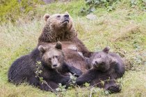 Alemania, Parque Nacional Bosque de Baviera, animales Sitio al aire libre Neuschoenau, osos pardos, Ursus arctos, madre animal con animales jóvenes, alimentación - foto de stock