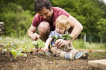 Padre con il suo piccolo figlio nel giardino piantare piantine — Foto stock