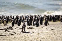 Africa, Sudafrica, Capo occidentale, pinguino dai piedi neri, Spheniscus demersus — Foto stock