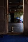 М'янма, Cat розміщення поруч з дверима — стокове фото