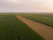 Serbia, Vojvodina, Aerial view of corn, wheat and soybean fields in the late summer afternoon — Stock Photo