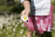 Ragazza mano che tiene il fiore, primo piano — Foto stock