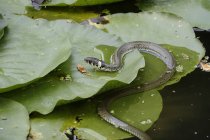 Slithering Grass Snake on lily pads in a pond — Stock Photo