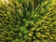 Alemania, Baviera, Vista aérea del bosque - foto de stock
